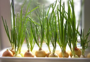 Выращиваем зеленый лук  в домашних условиях