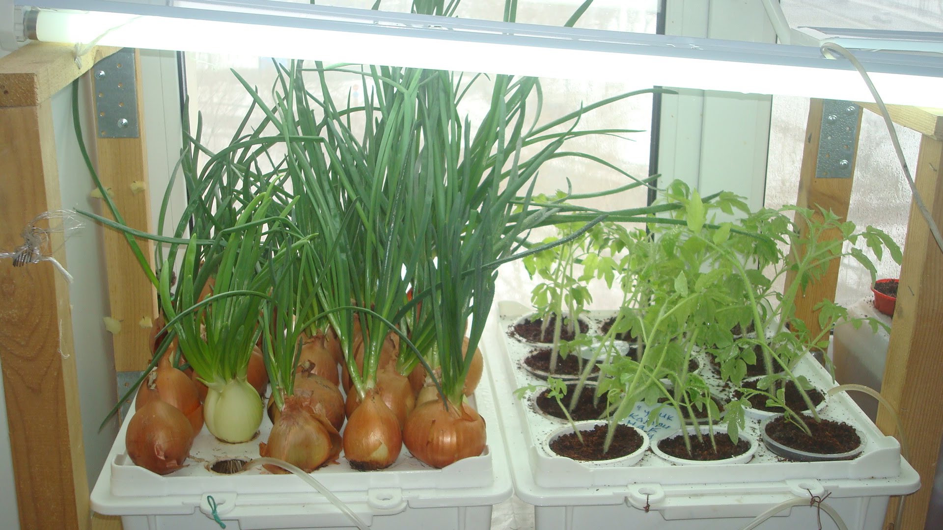 Домашнее выращивание овощей