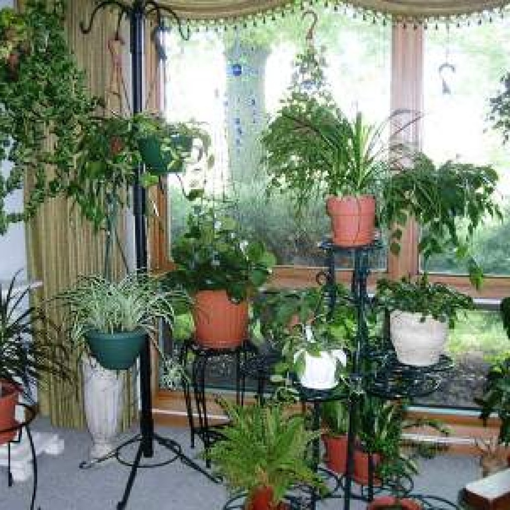 Советские комнатные растения
