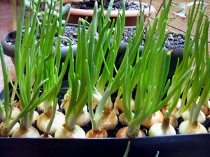 Выращивание зеленого лука  